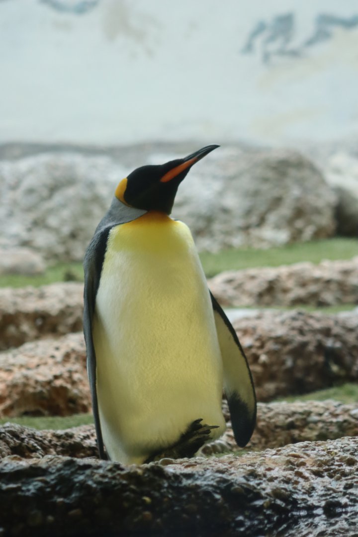King Penguin - 20 June 2024