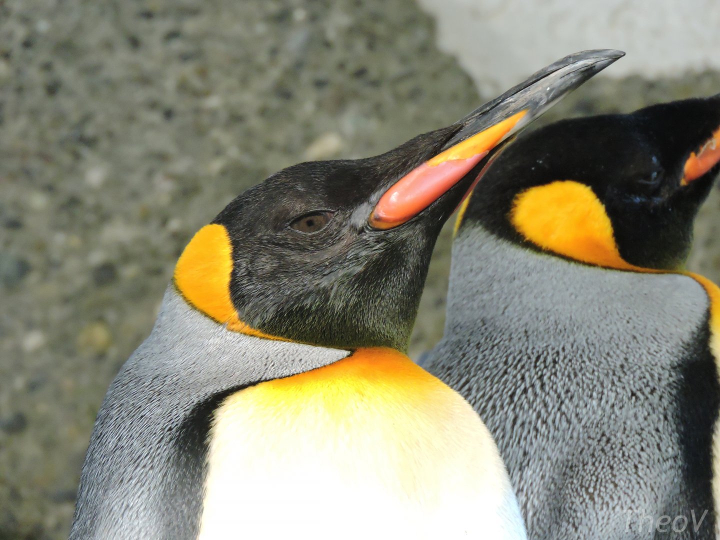 King penguin [2015]
