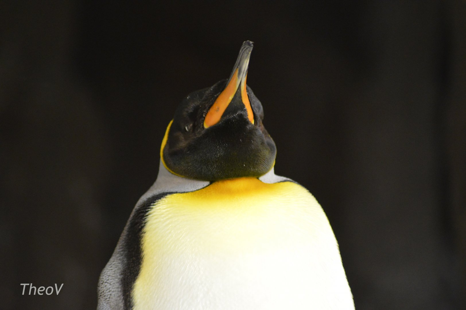 King penguin [2017]