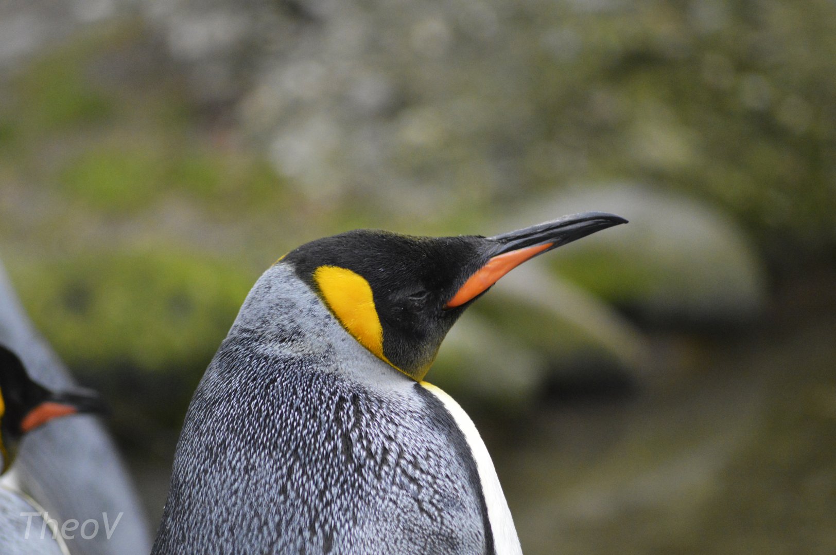 King penguin [2018]
