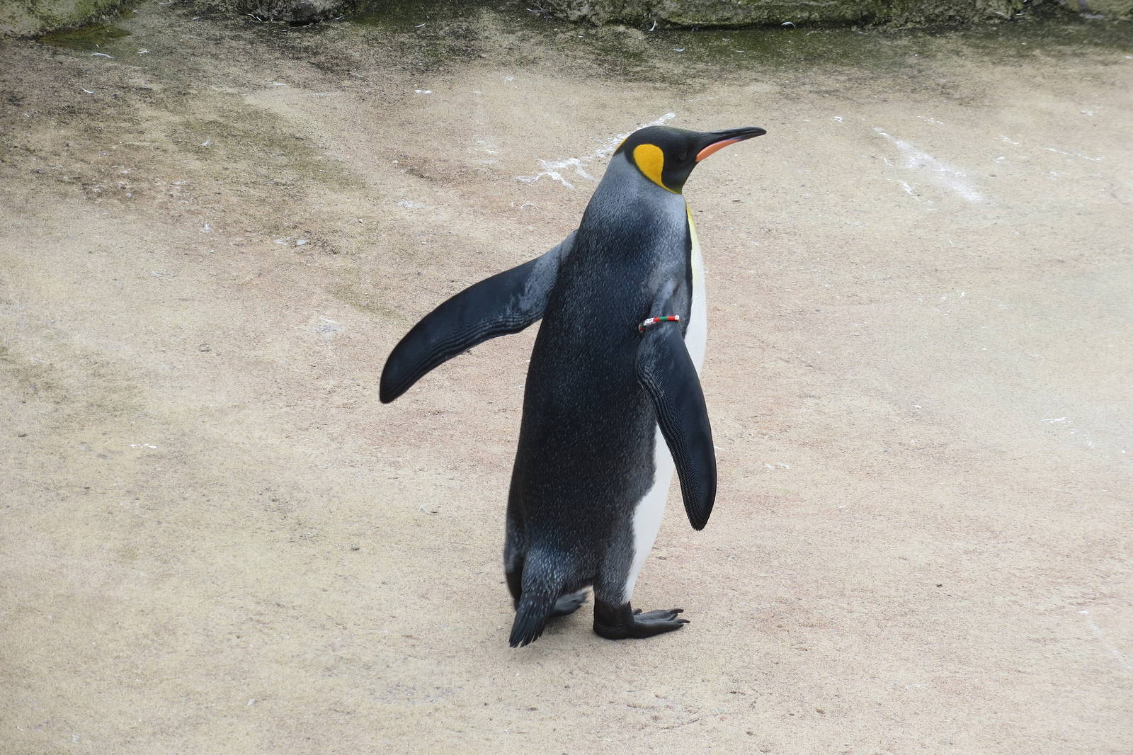 King Penguin 240815