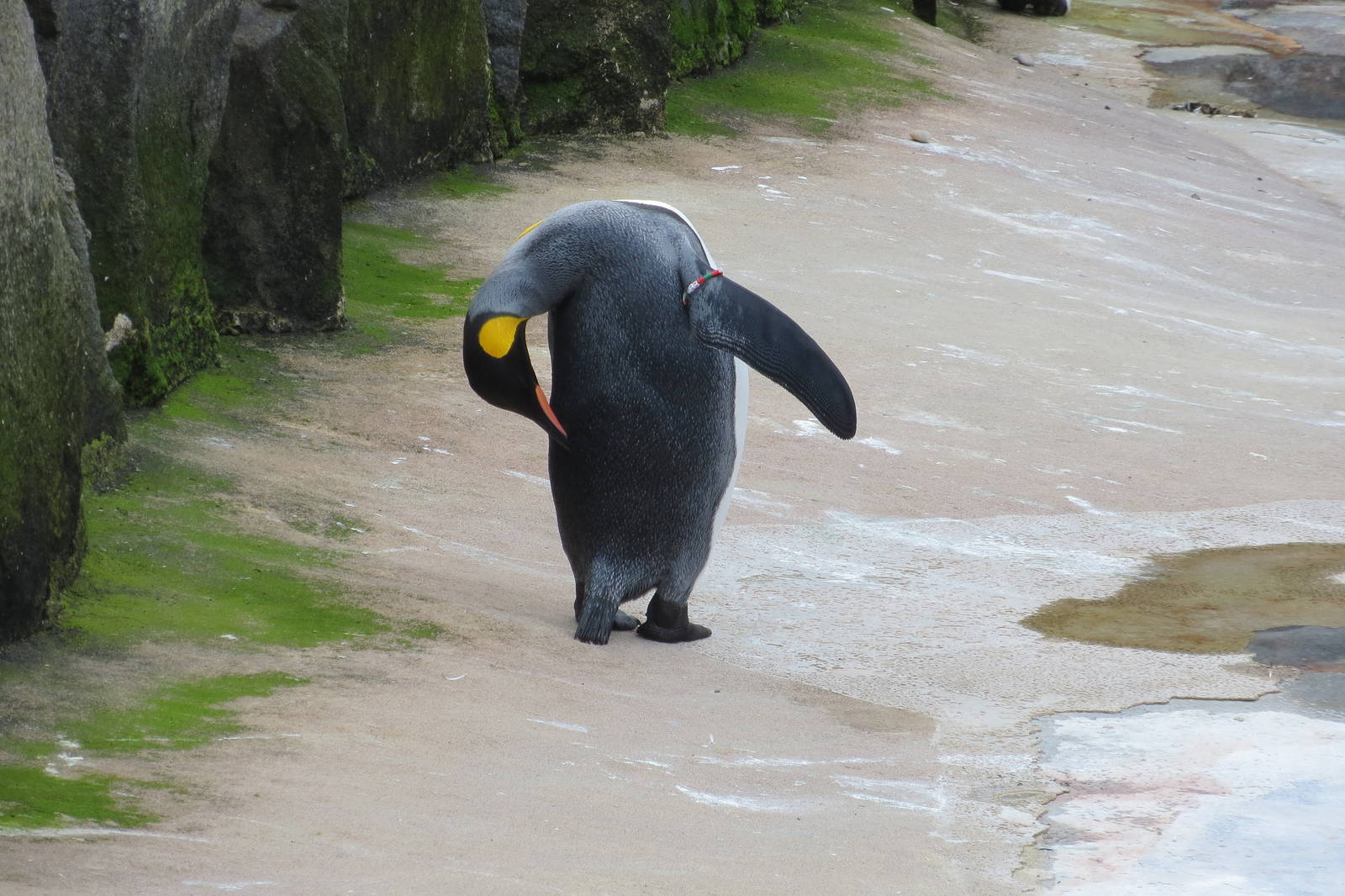 King Penguin 240815