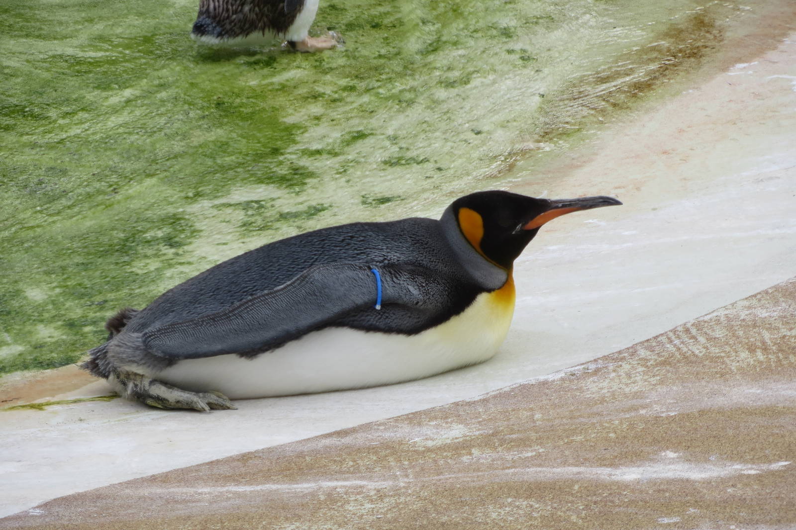 King Penguin 240815