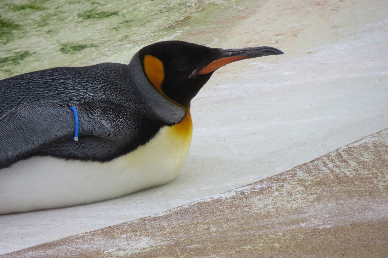 King Penguin 240815