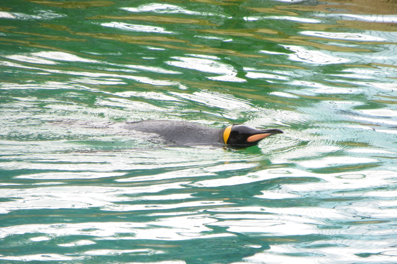 King Penguin 240815
