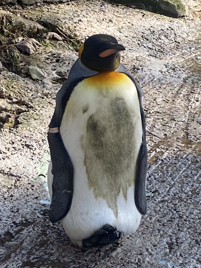 King penguin 241023