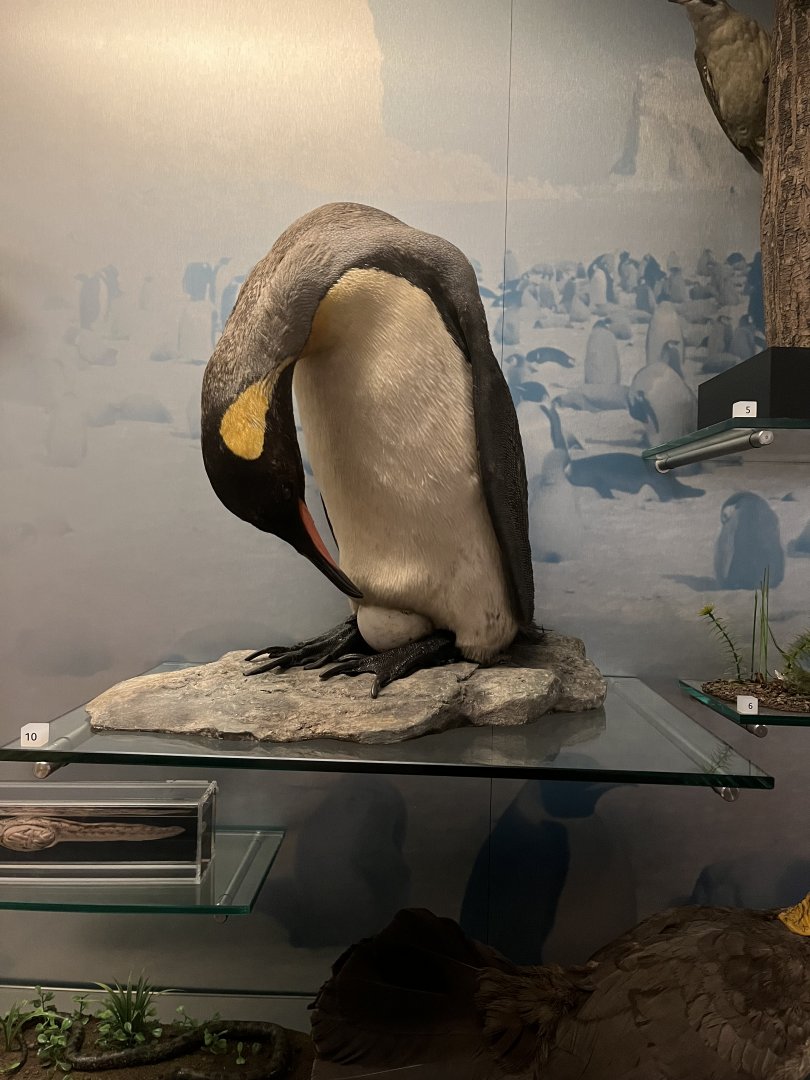 King penguin 29.7.23