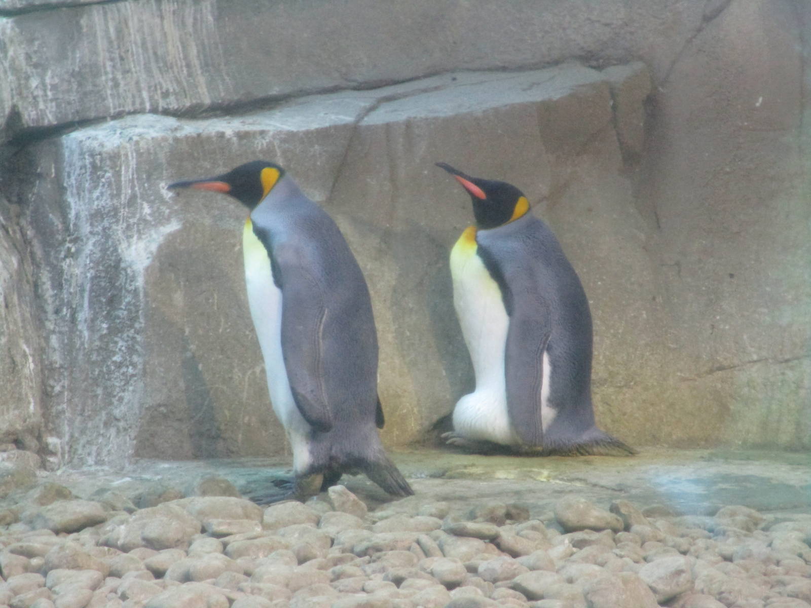 King Penguin - 3/7/15