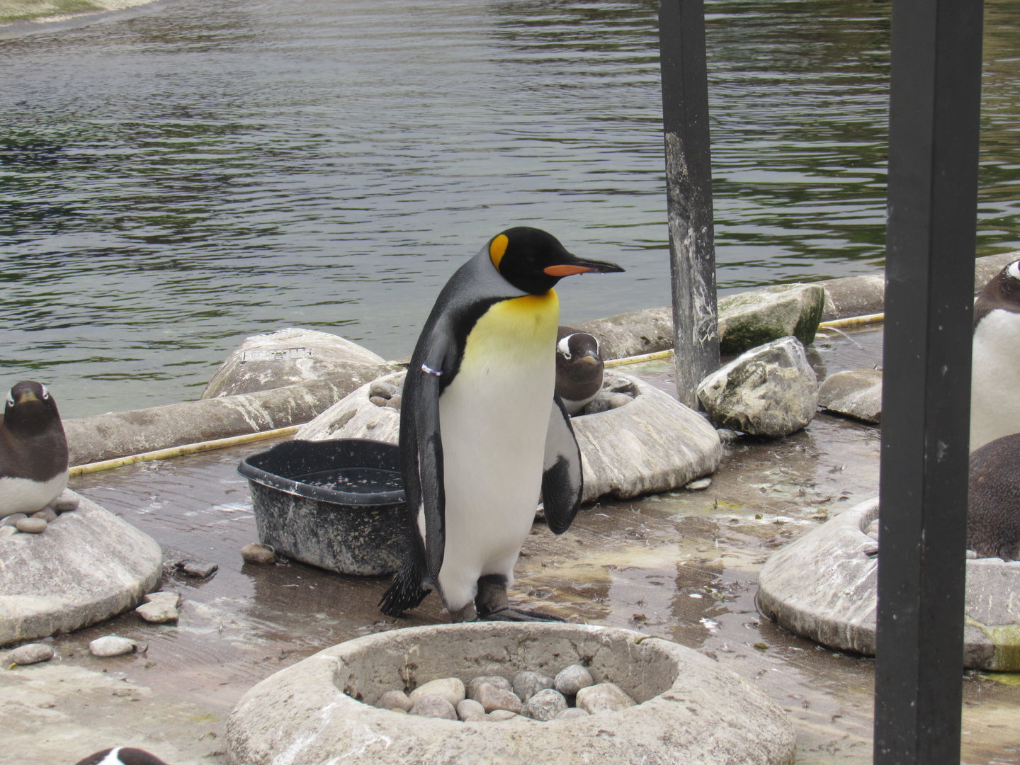 King Penguin and Gentoo Penguin