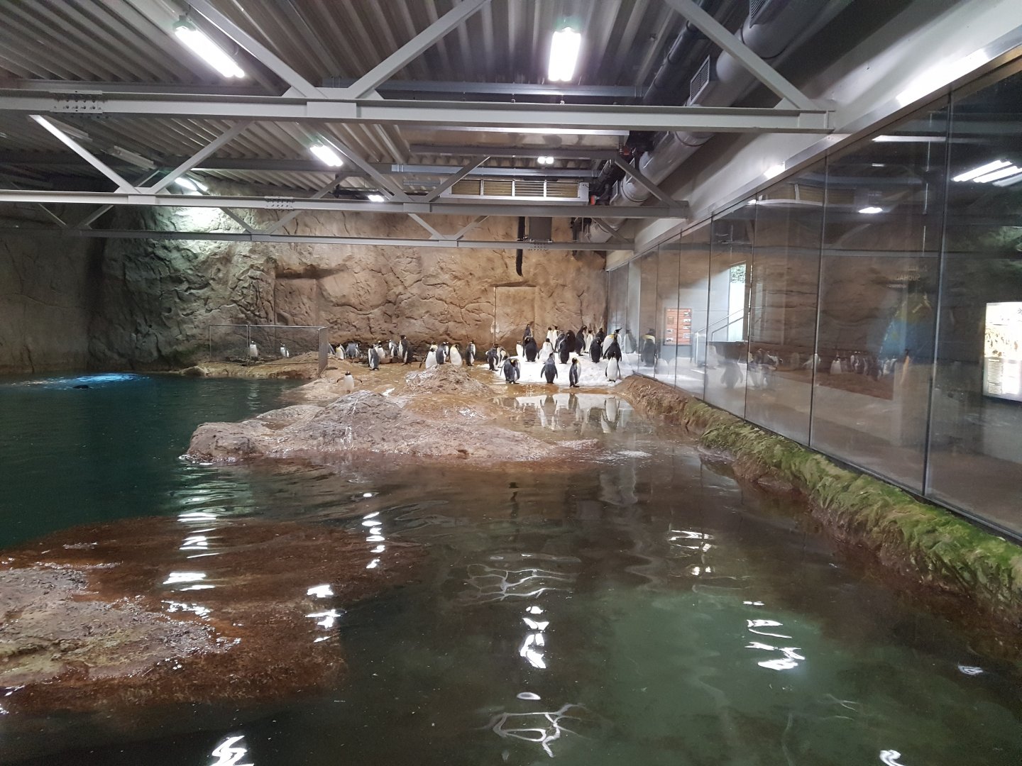 King penguin and gentoo penguins plant