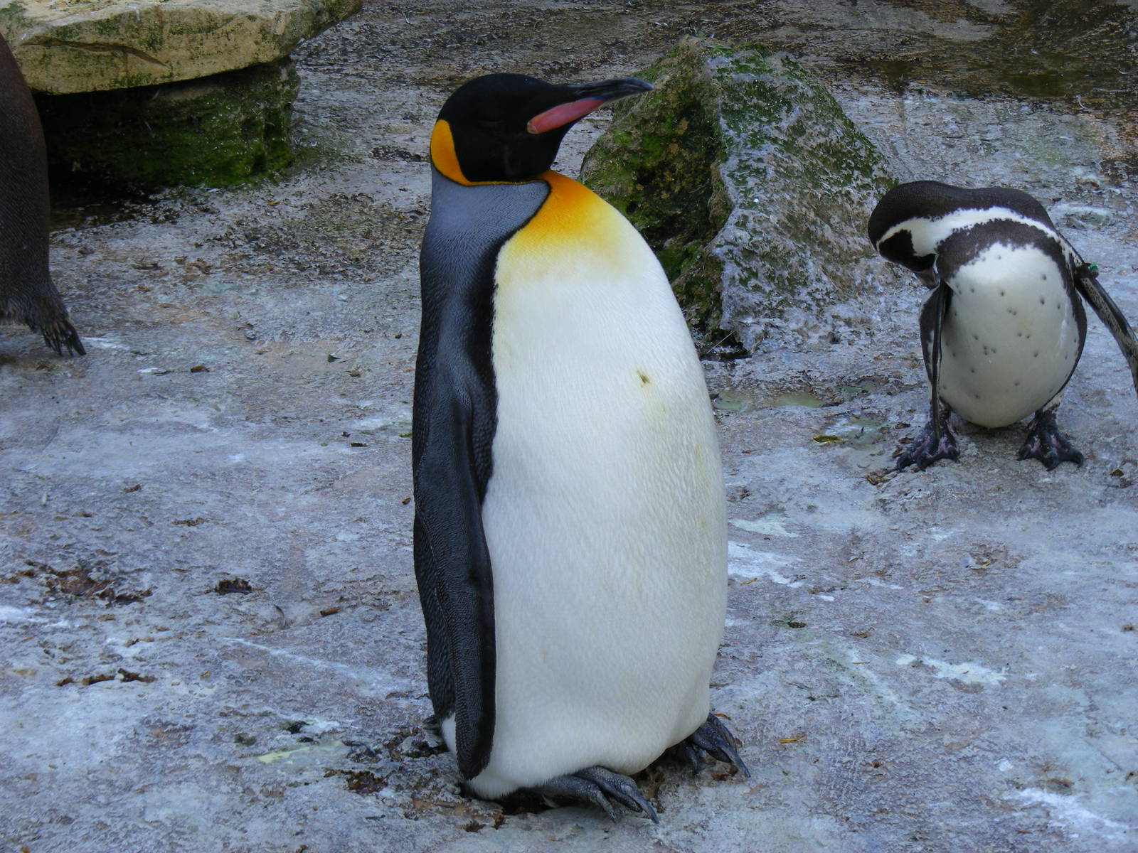 King penguin and Humboldt penguin at Birdland, 22 April 2011