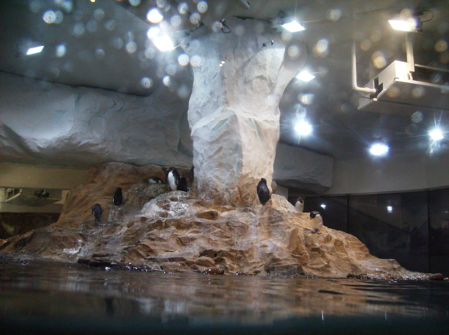 King Penguin and Southern rockhopper Penguin exhibit - 2010