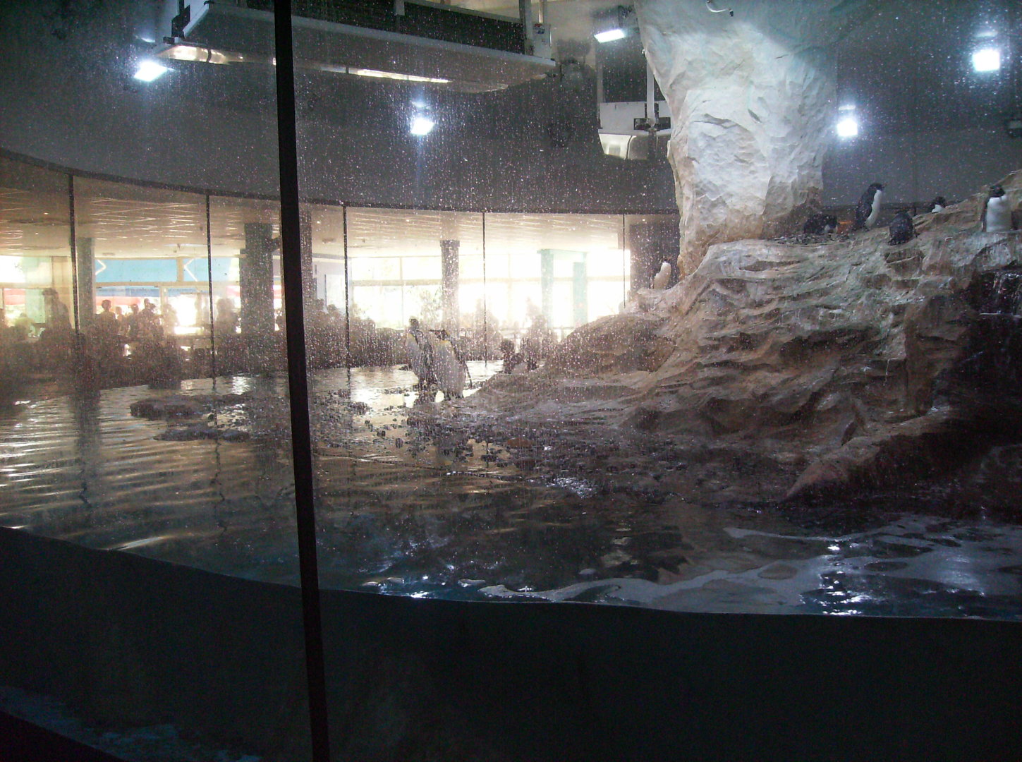 King Penguin and Southern rockhopper Penguin exhibit - 2010