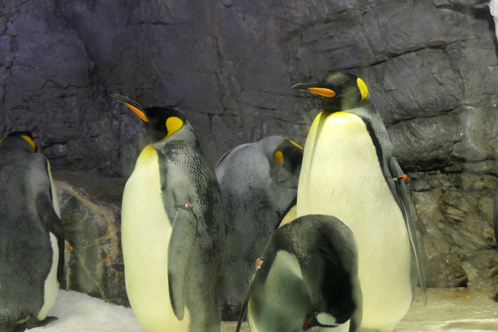 King Penguin (Apentodytes patagonicus)