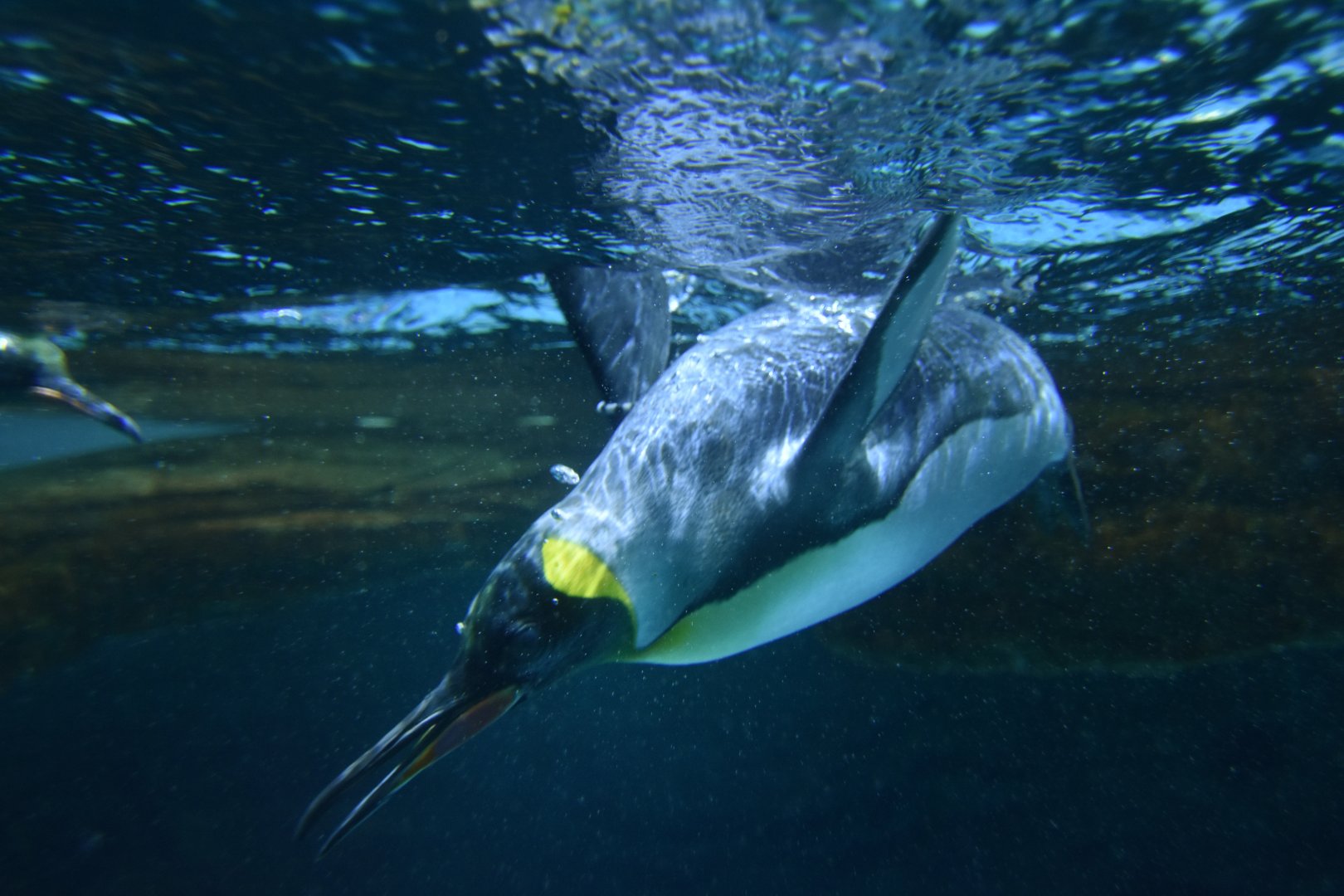 King penguin (Aptenodytes patachonicus)