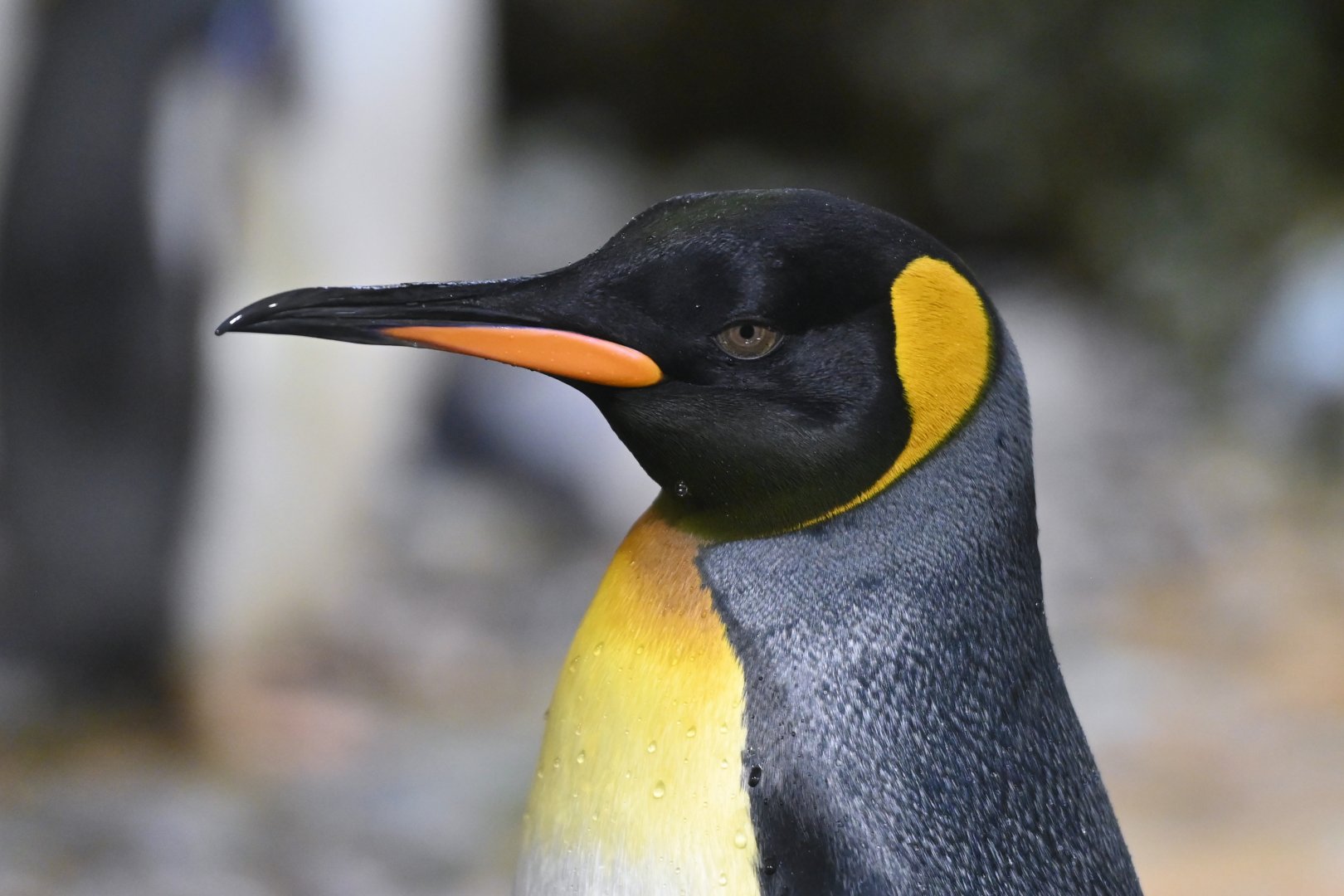 King penguin Aptenodytes patachonicus