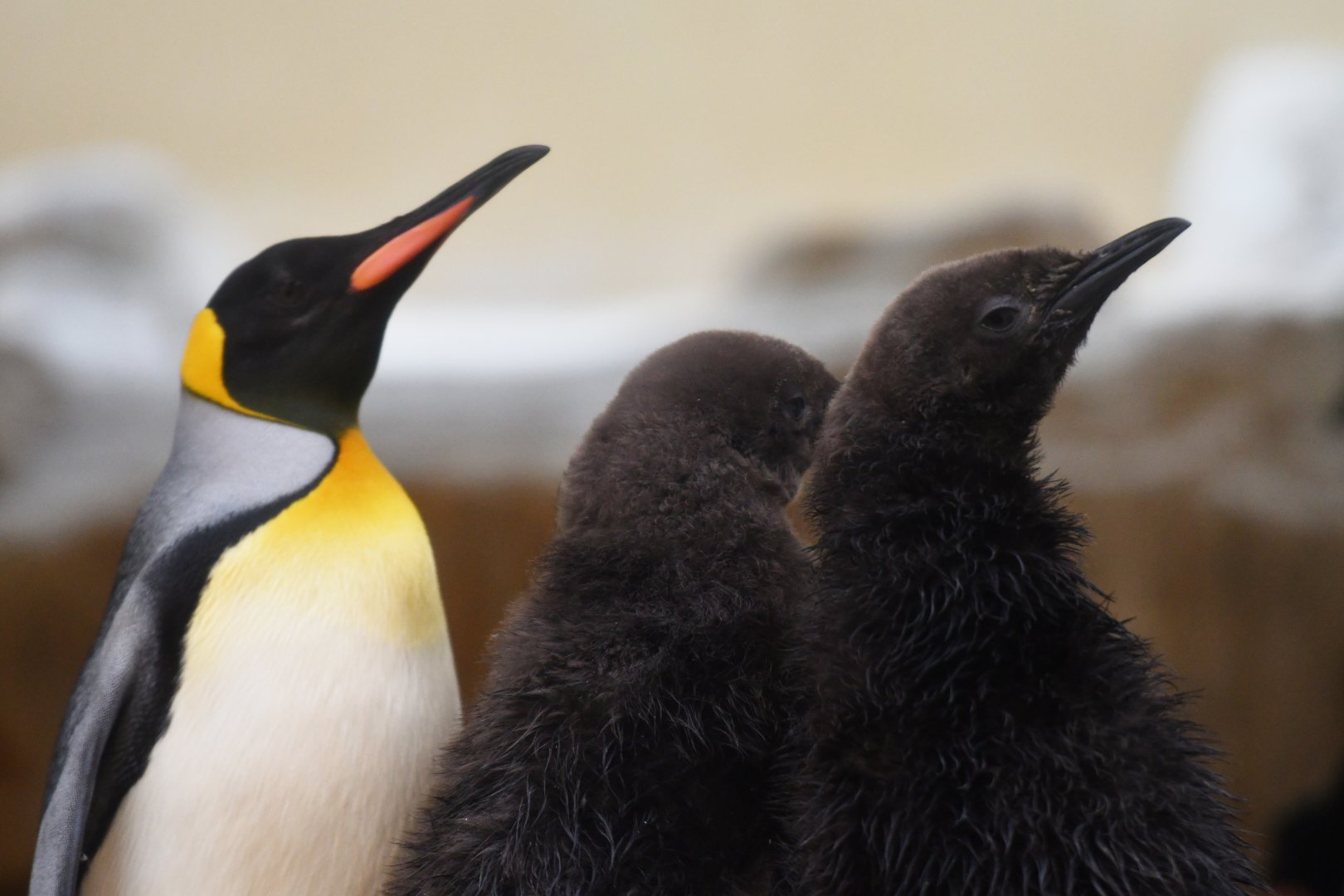 King penguin (Aptenodytes patachonicus)