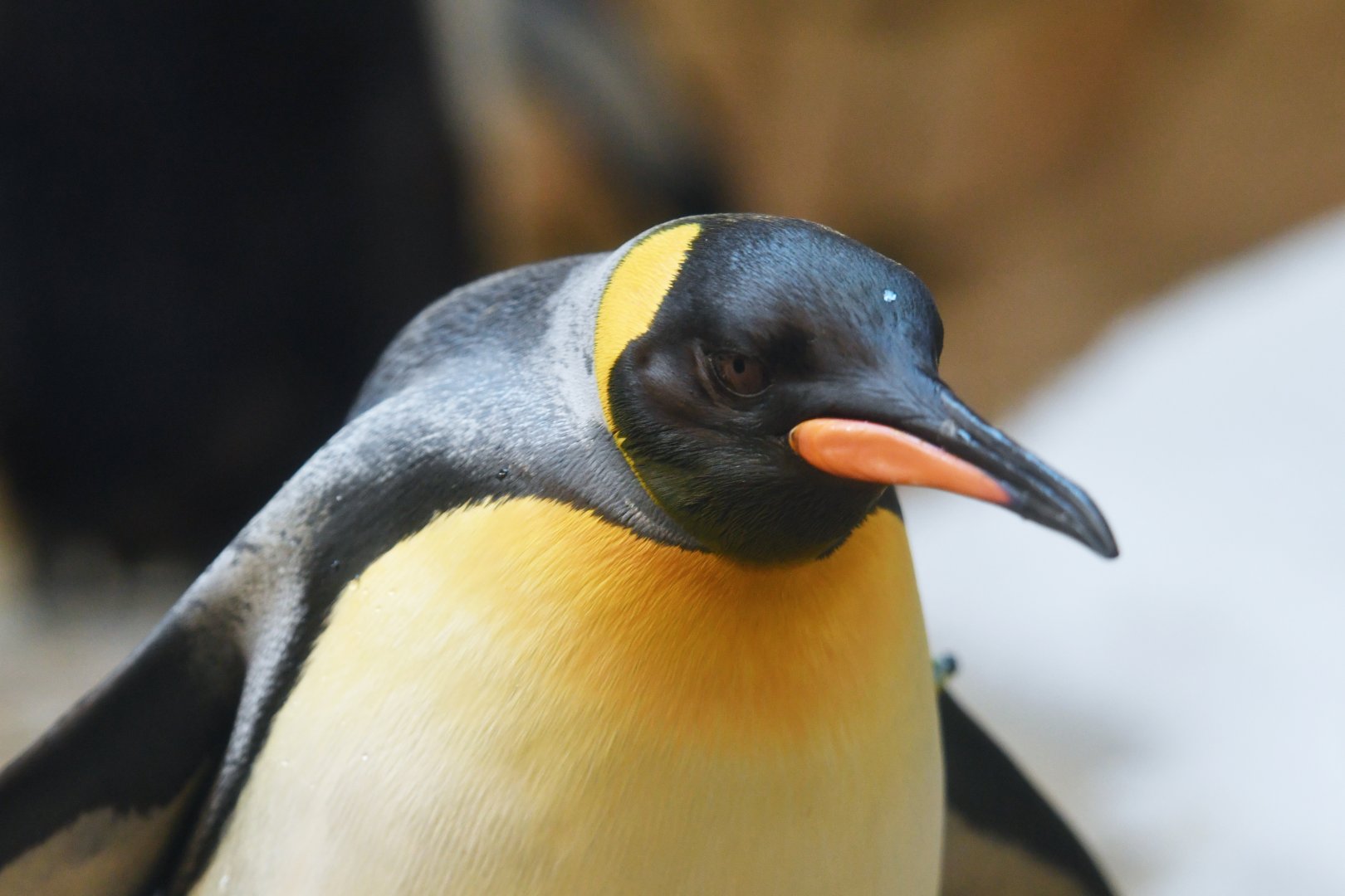 King penguin (Aptenodytes patachonicus)