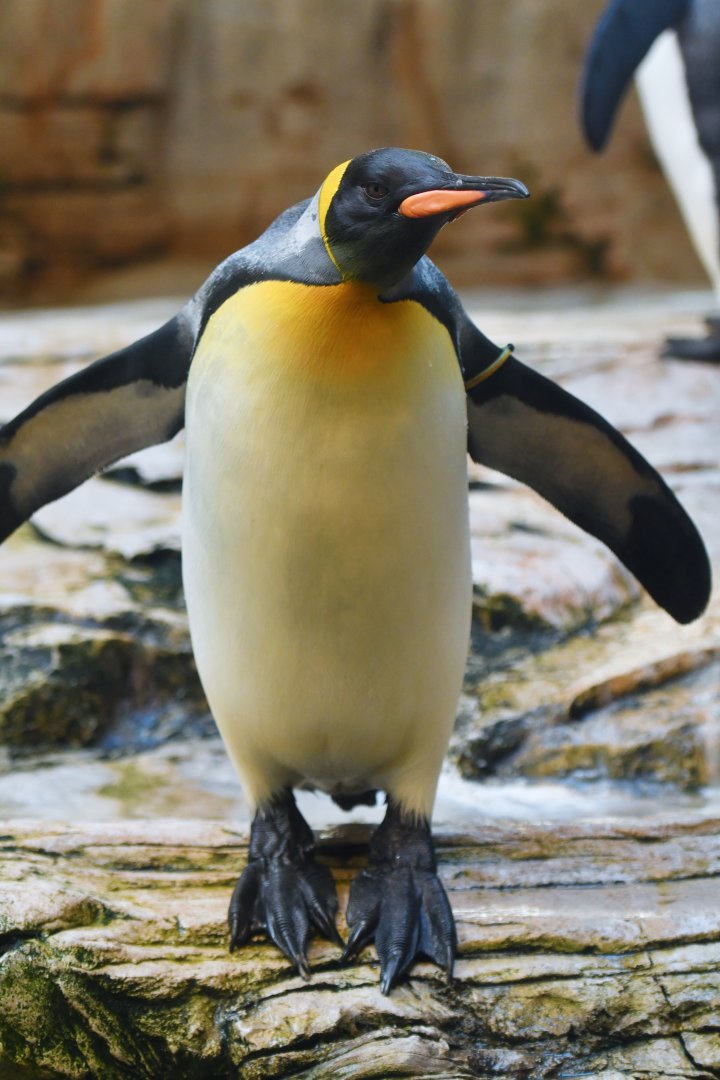 King penguin (Aptenodytes patachonicus)
