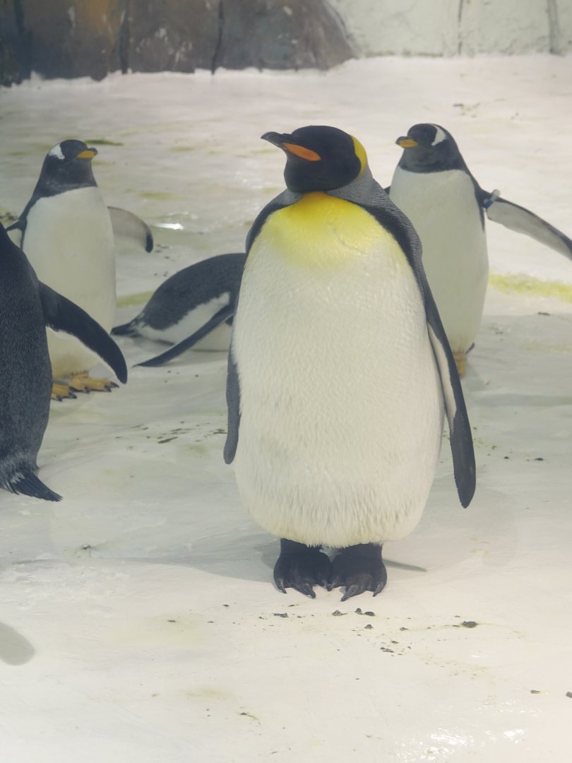 King penguin (Aptenodytes patagonicus) - 16.04.2018