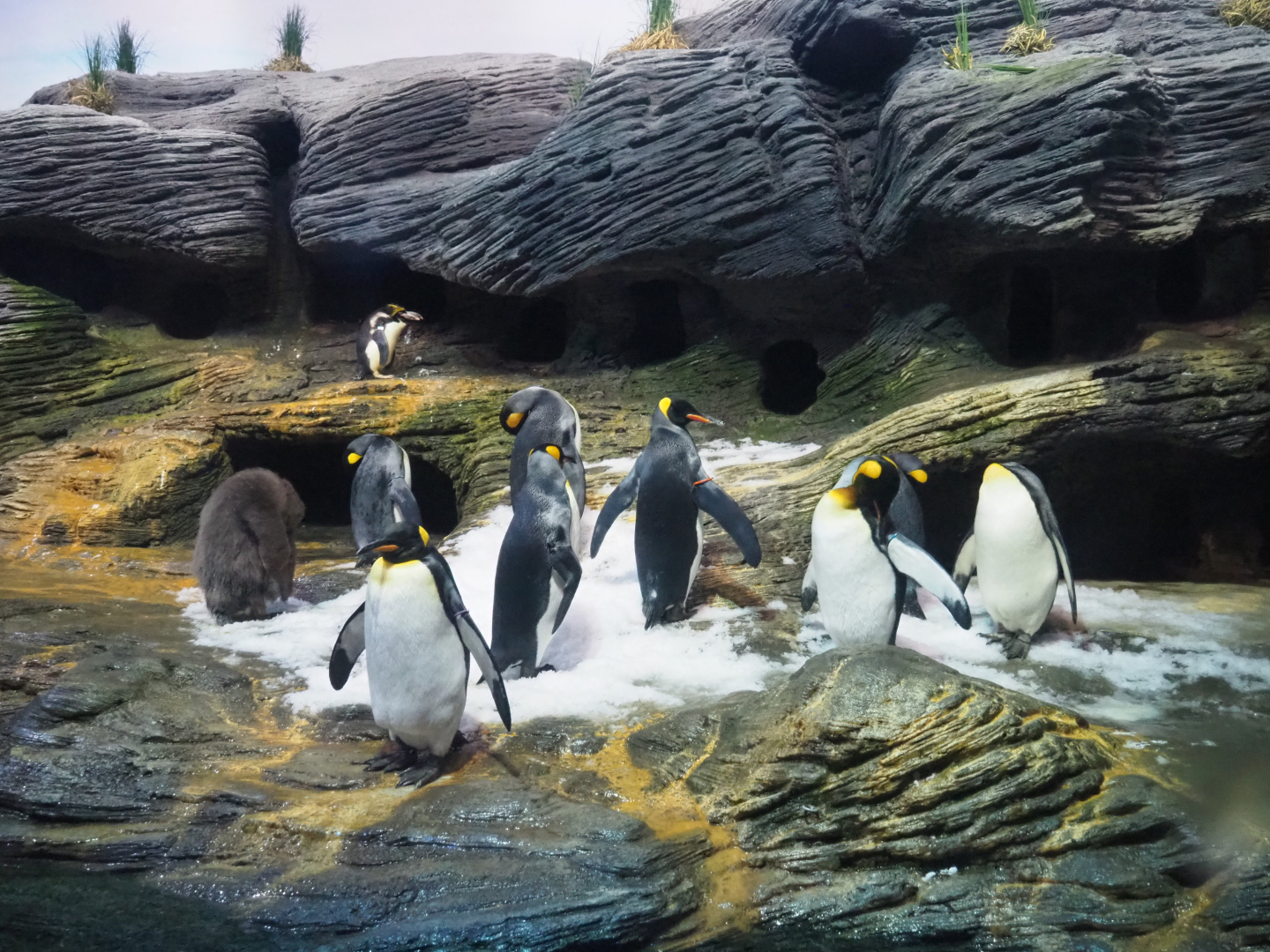King penguin (Aptenodytes patagonicus), 2020-05-24