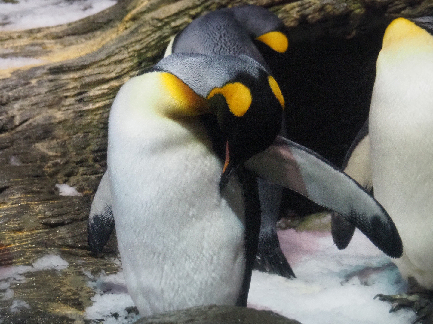 King penguin (Aptenodytes patagonicus), 2020-05-24