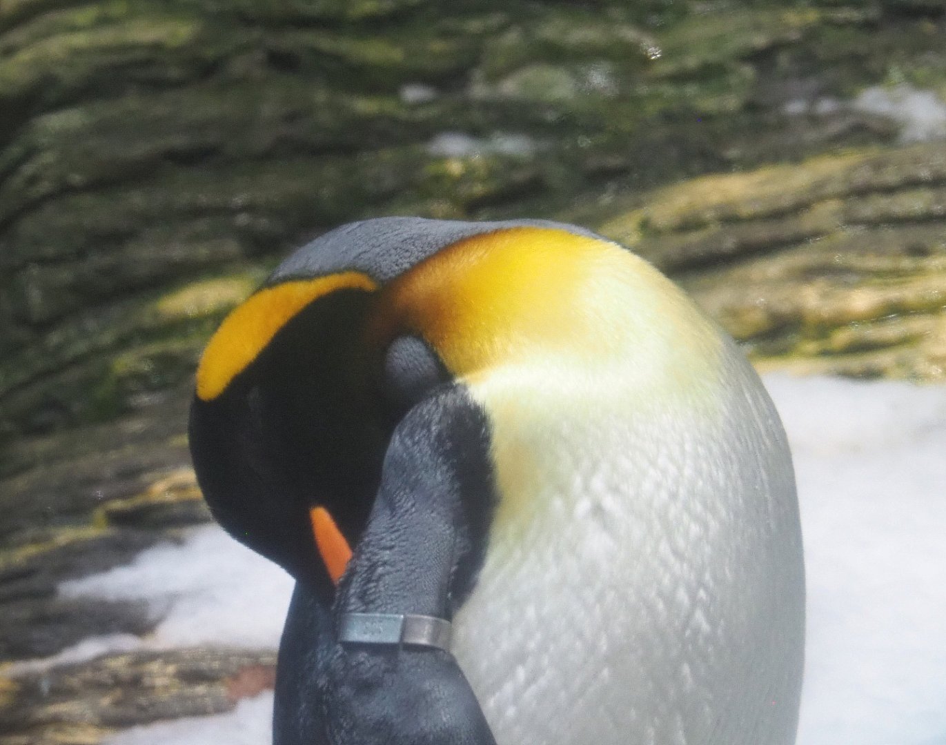 King penguin (Aptenodytes patagonicus), 2020-09-20
