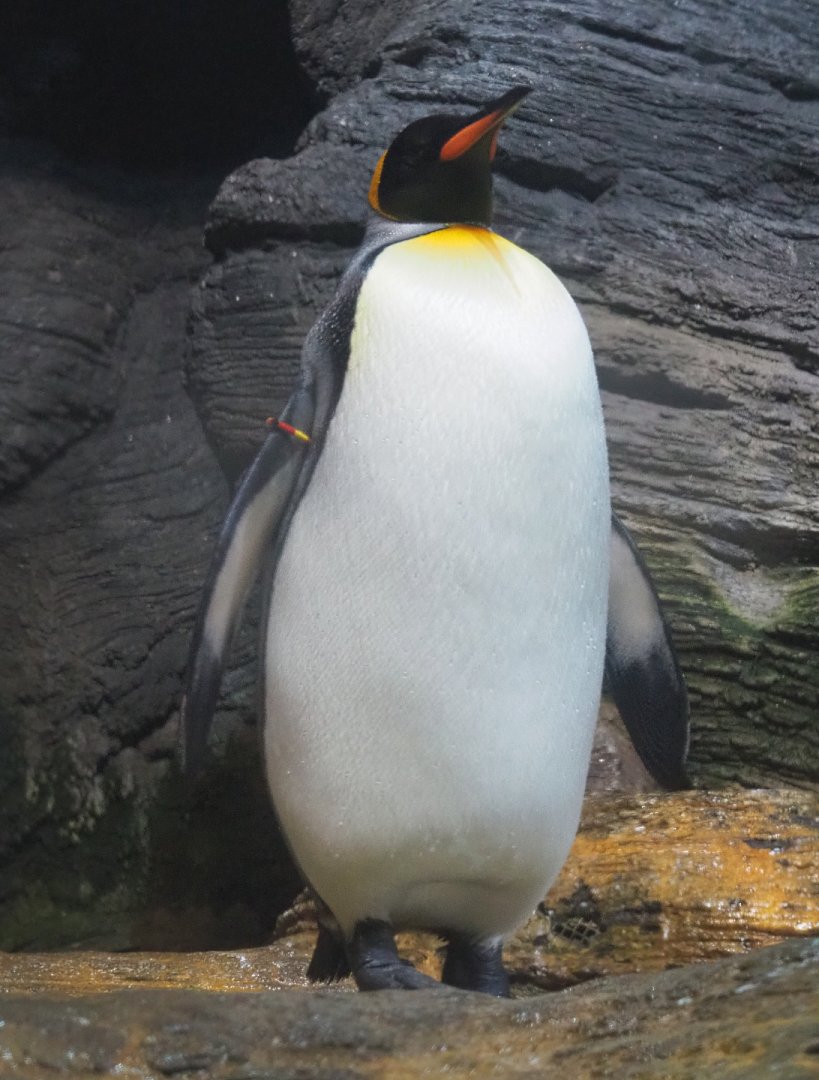 King penguin (Aptenodytes patagonicus), 2022-03-16
