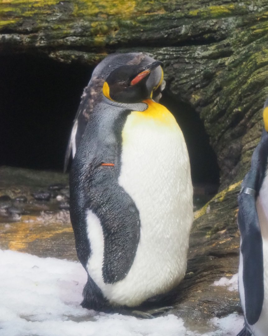 King penguin (Aptenodytes patagonicus), 2022-05-26