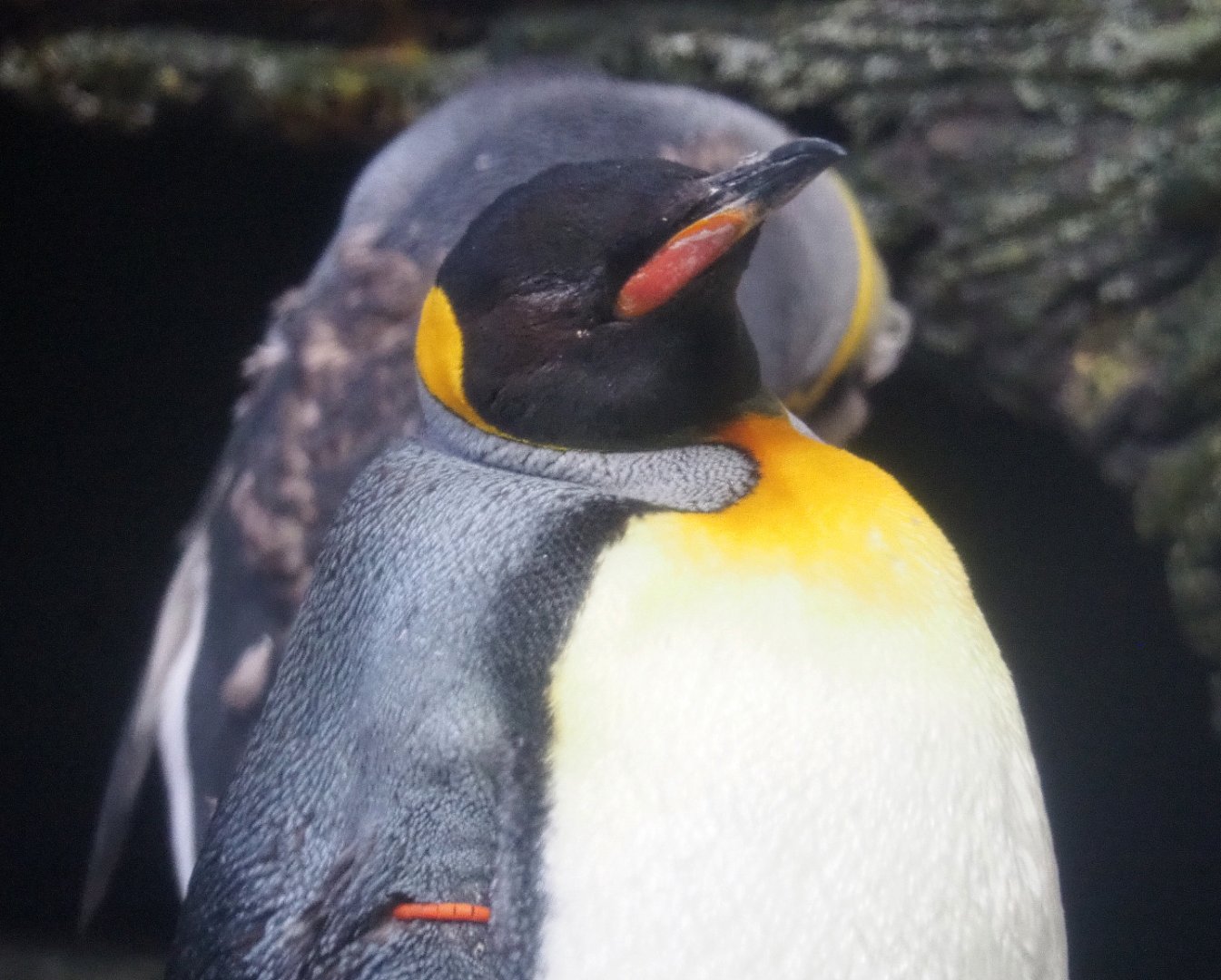 King penguin (Aptenodytes patagonicus), 2022-05-26