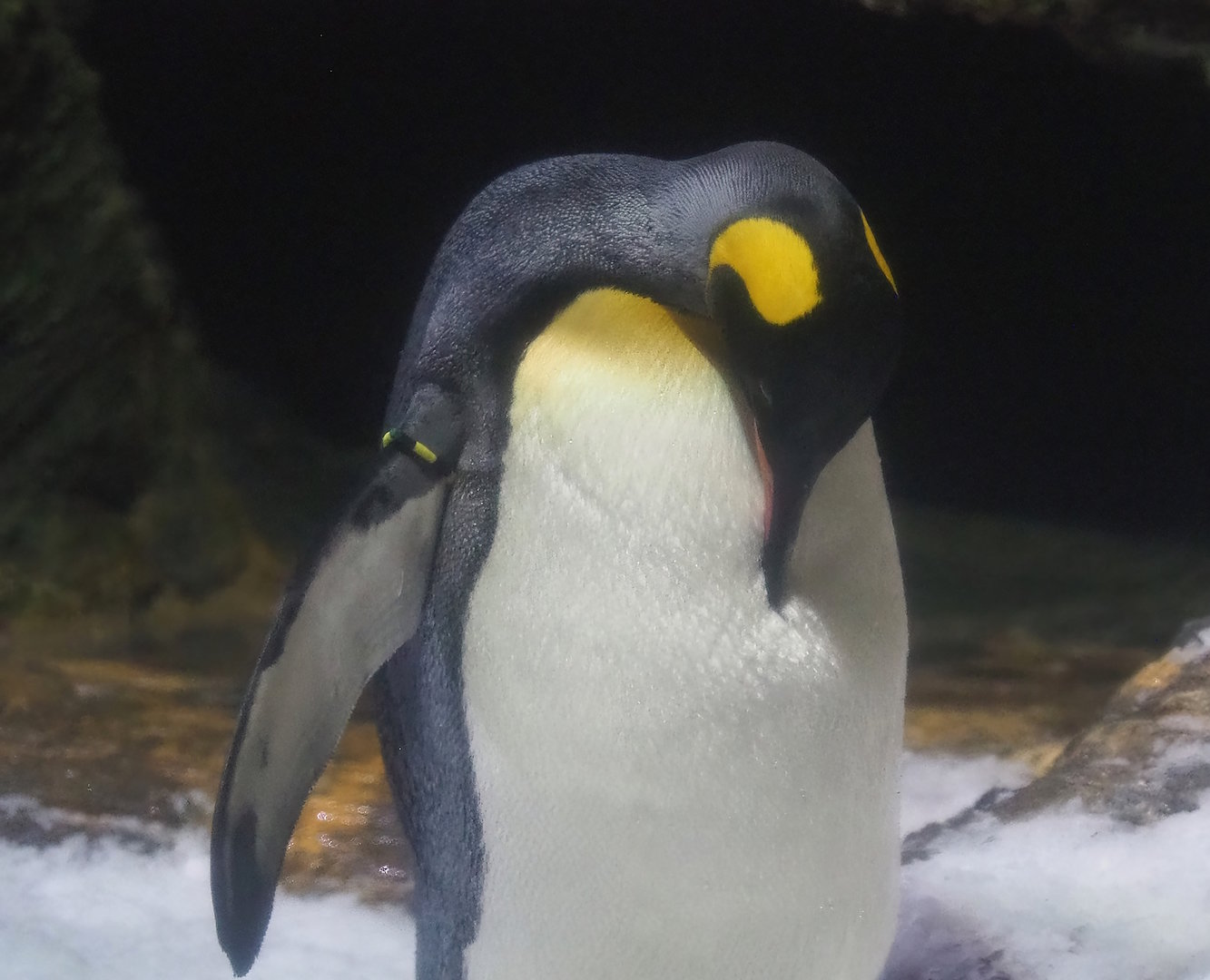 King penguin (Aptenodytes patagonicus), 2022-08-16