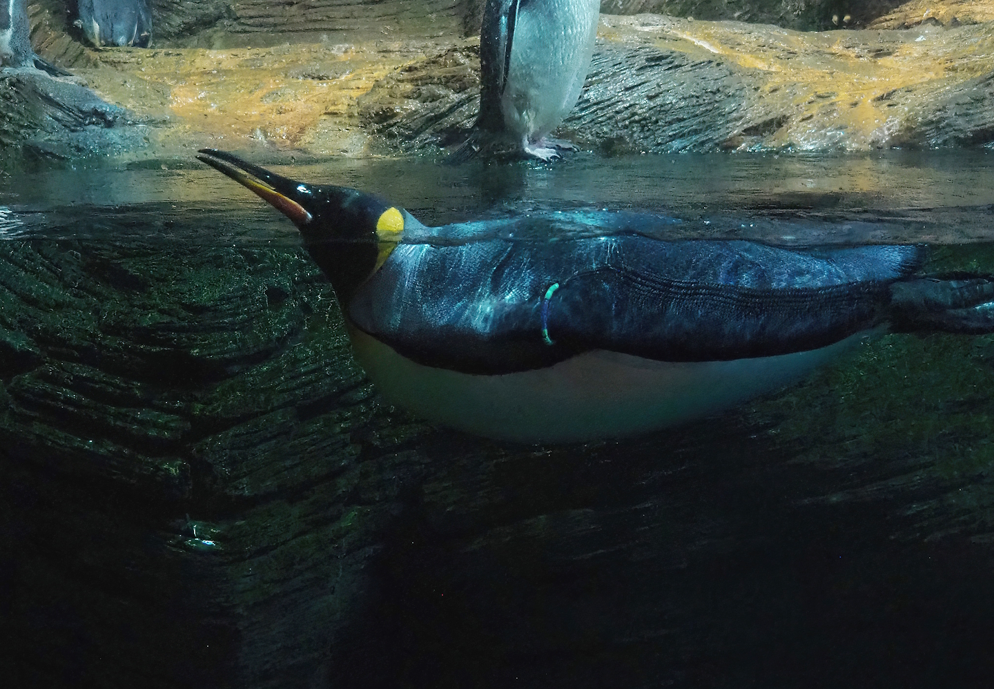 King penguin (Aptenodytes patagonicus), 2022-09-04