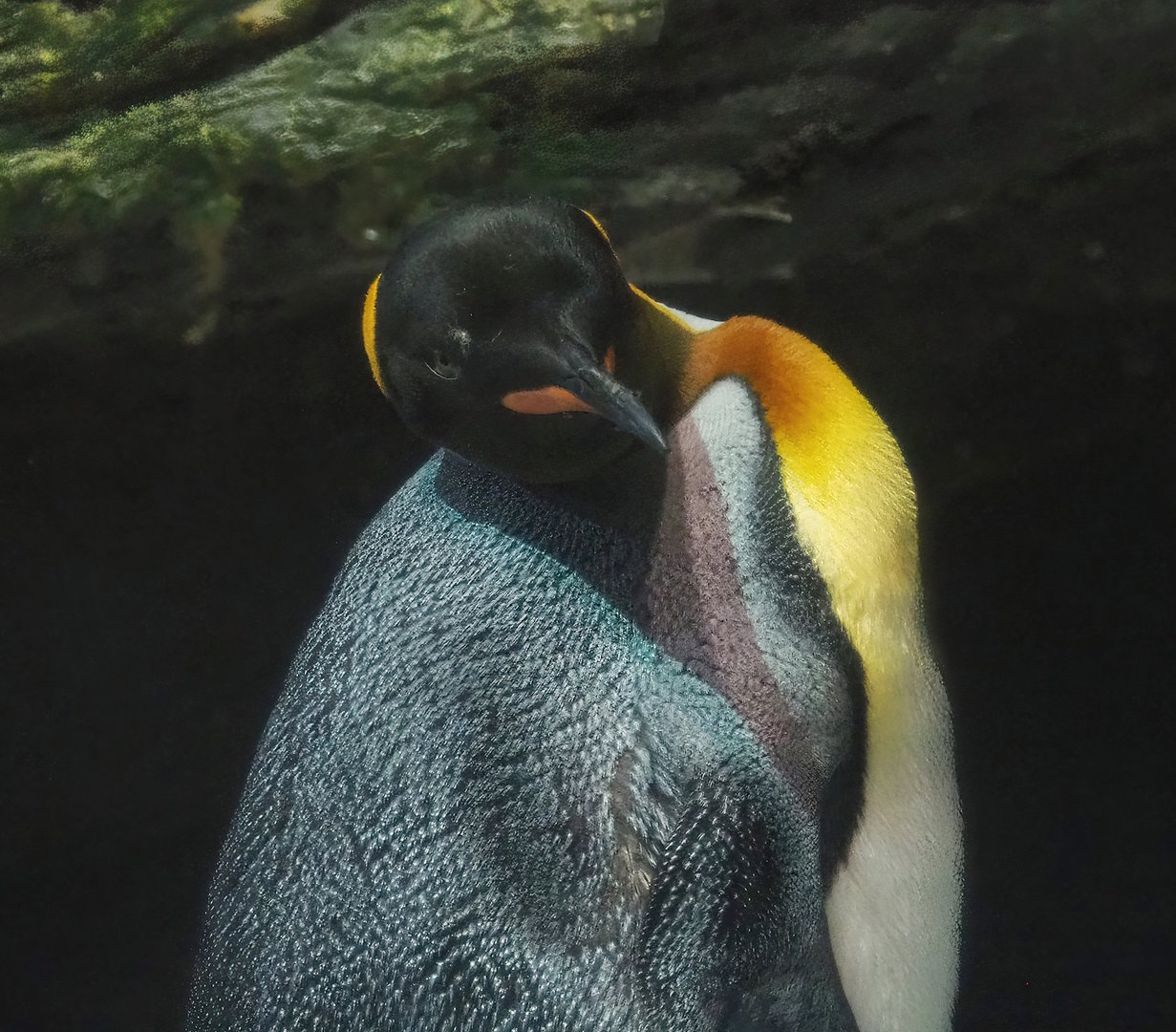 King penguin (Aptenodytes patagonicus), 2022-10-29