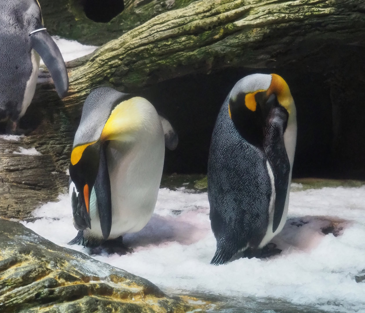 King penguin (Aptenodytes patagonicus), 2022-10-29