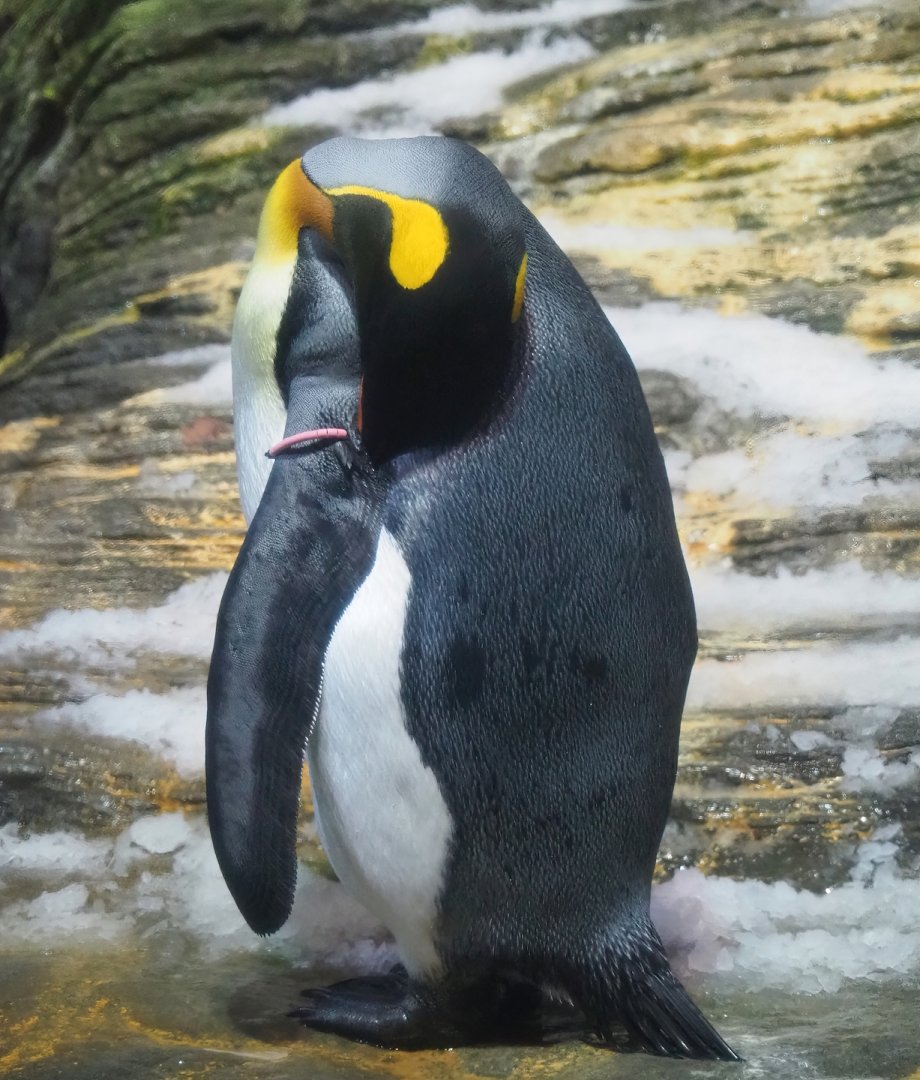 King penguin (Aptenodytes patagonicus), 2023-07-02