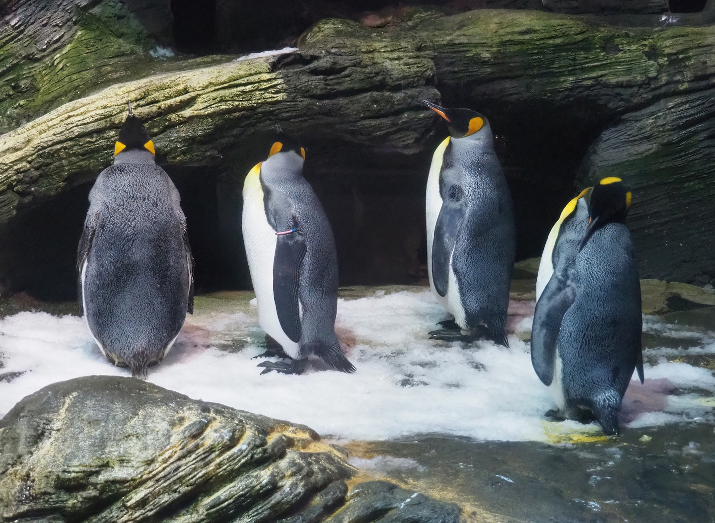 King penguin (Aptenodytes patagonicus), 2023-07-02