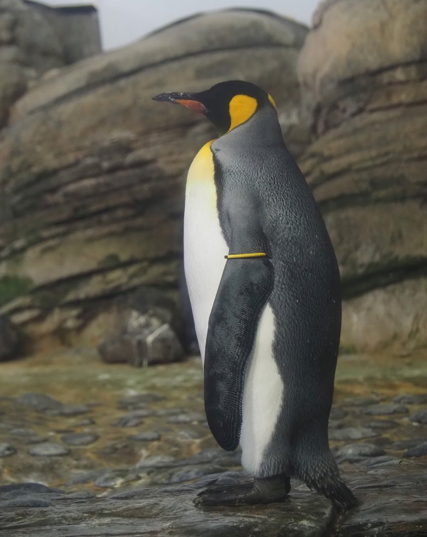 King penguin (Aptenodytes patagonicus), 2024-06-30