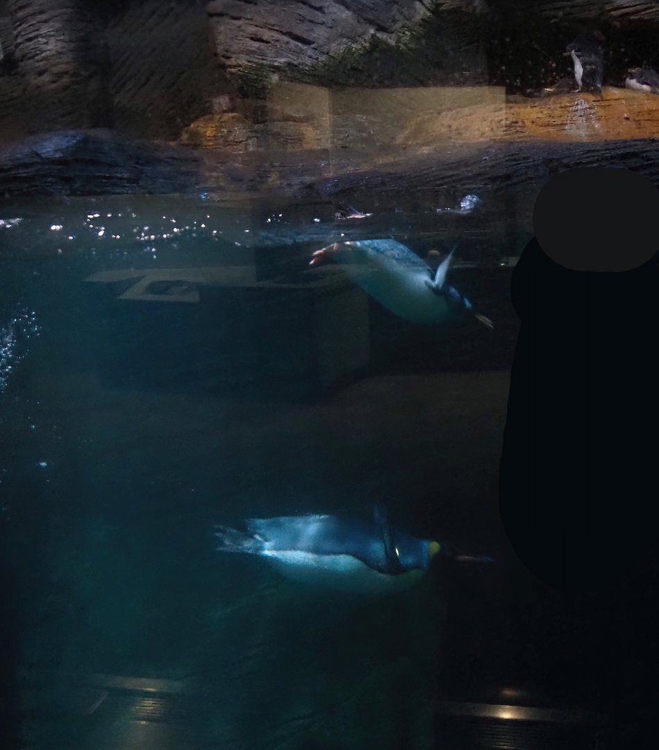 King penguin (Aptenodytes patagonicus) and Subantarctic gentoo penguin (Pygoscelis papua papua) underwater, 2024-03-09