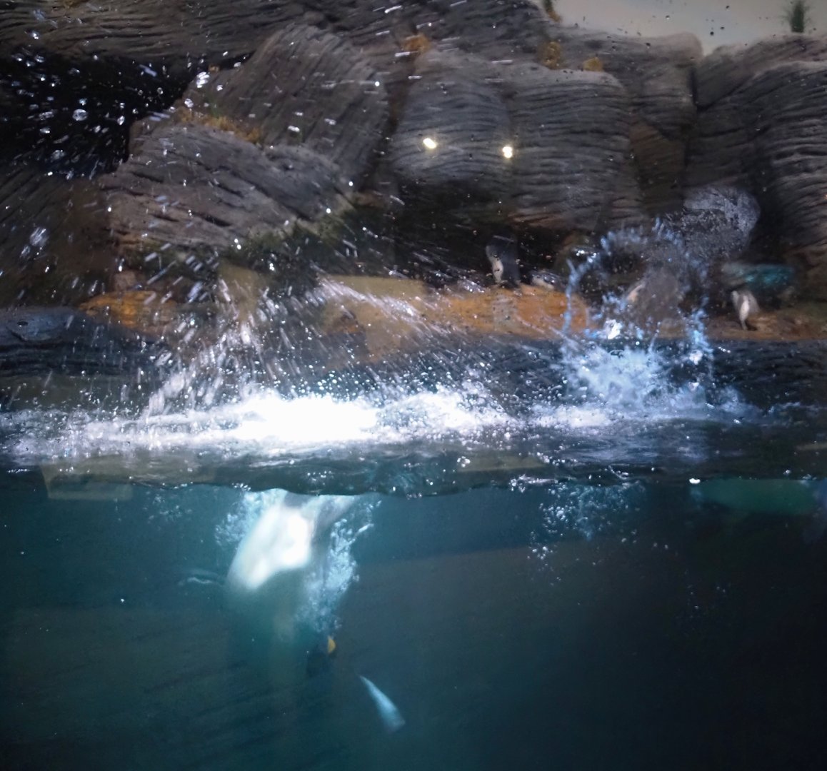 King penguin (Aptenodytes patagonicus) diving, 2024-03-09
