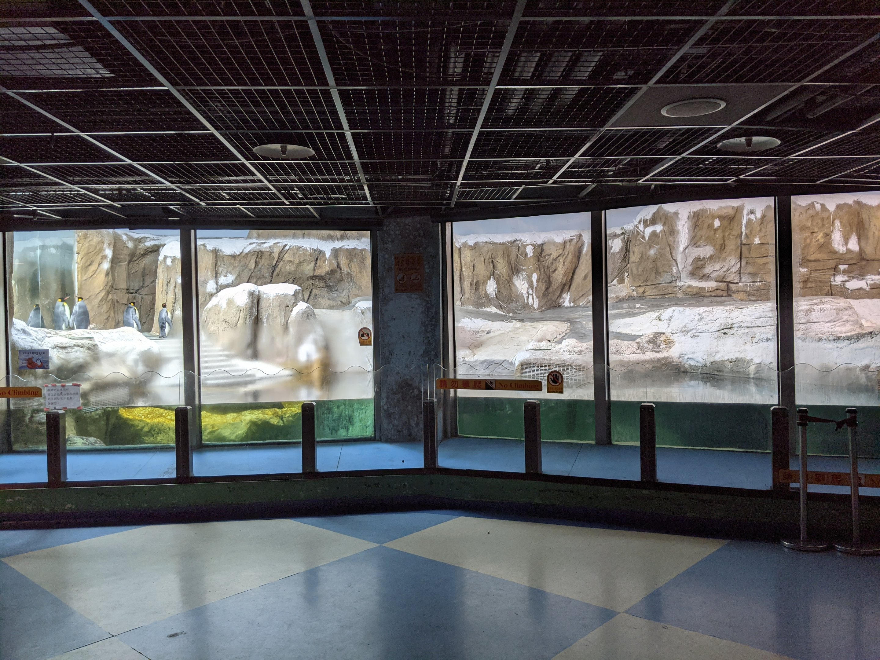 King Penguin (Aptenodytes patagonicus) enclosure