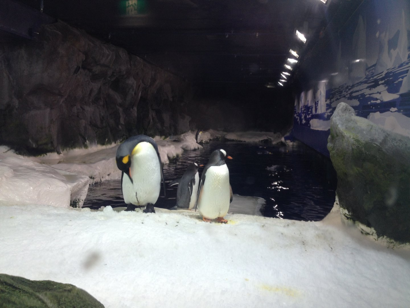 King Penguin (Aptenodytes patagonicus) & Gentoo Penguins (Pygoscelis papua)