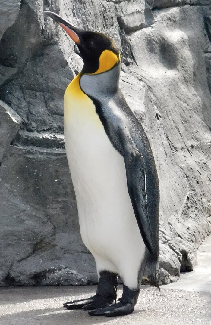 King Penguin (Aptenodytes patagonicus) November 8, 2025