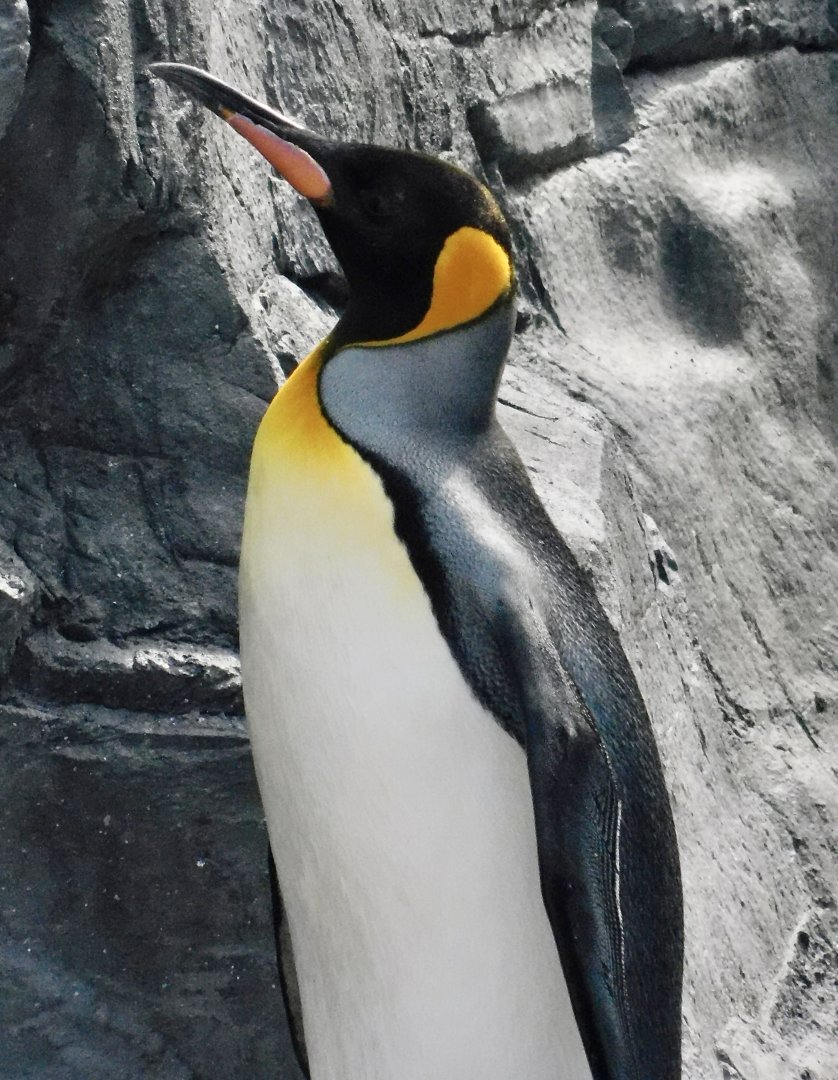 King Penguin (Aptenodytes patagonicus) November 8, 2025