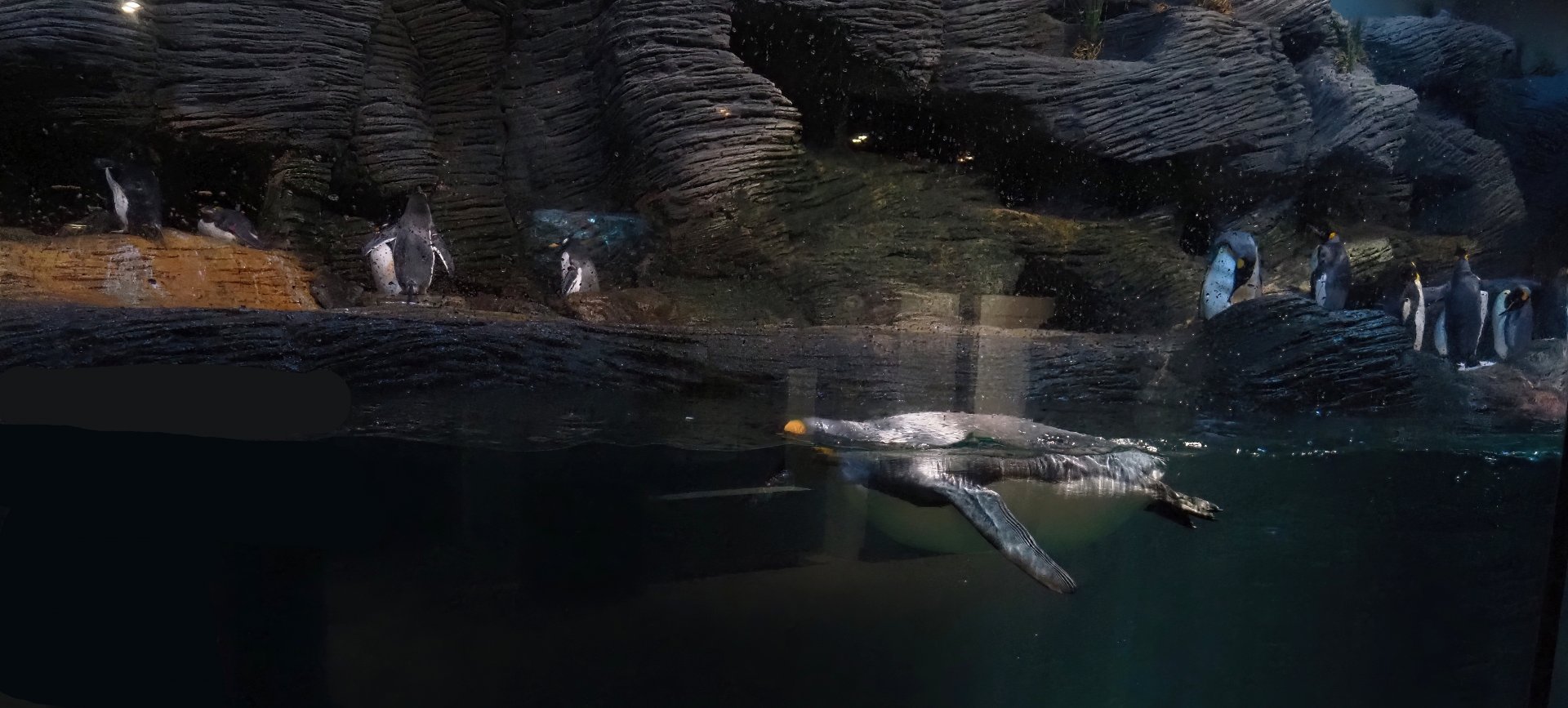King penguin (Aptenodytes patagonicus) swimming, 2024-03-09