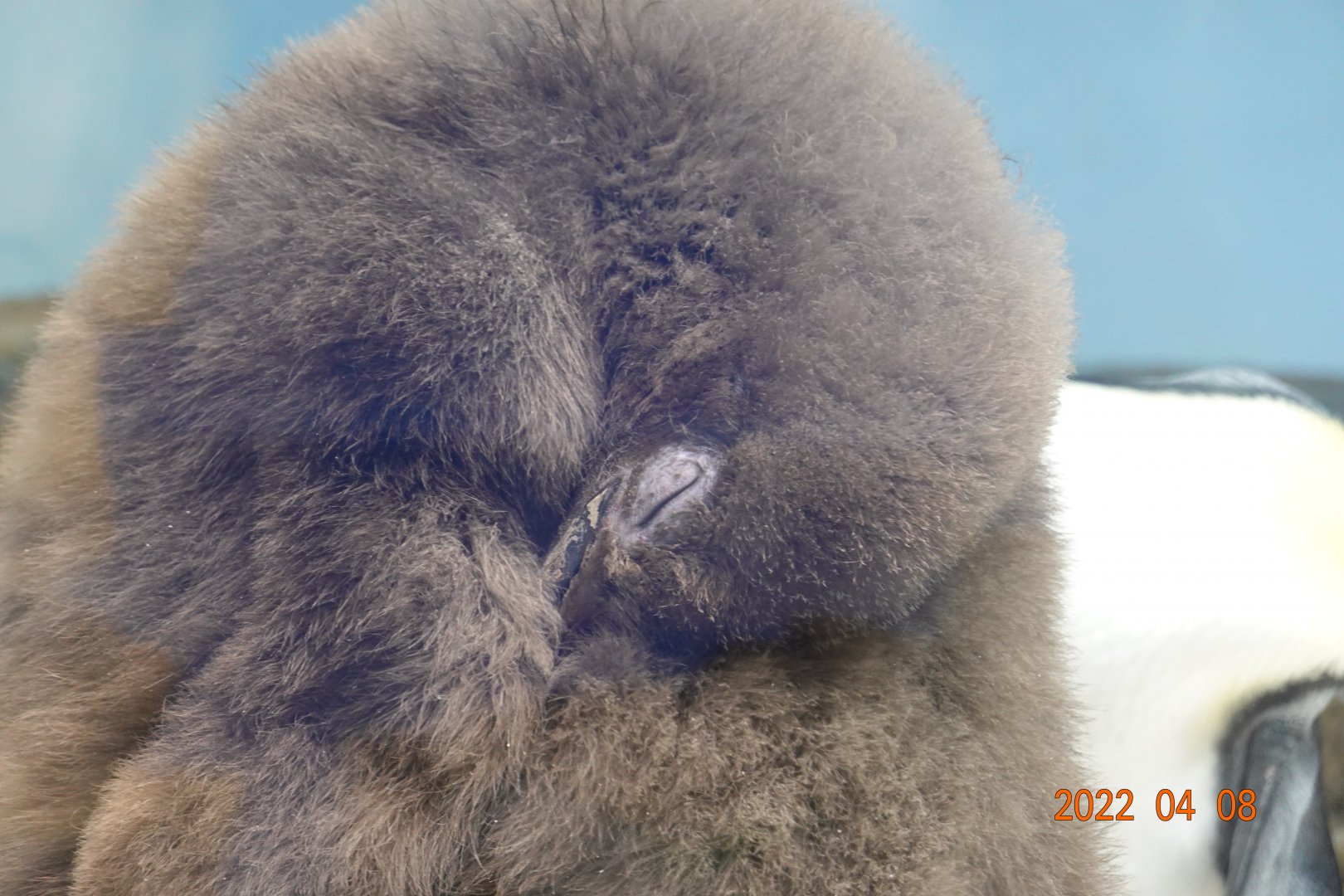 King Penguin (Aptenodytes patagonicus) - Xpark