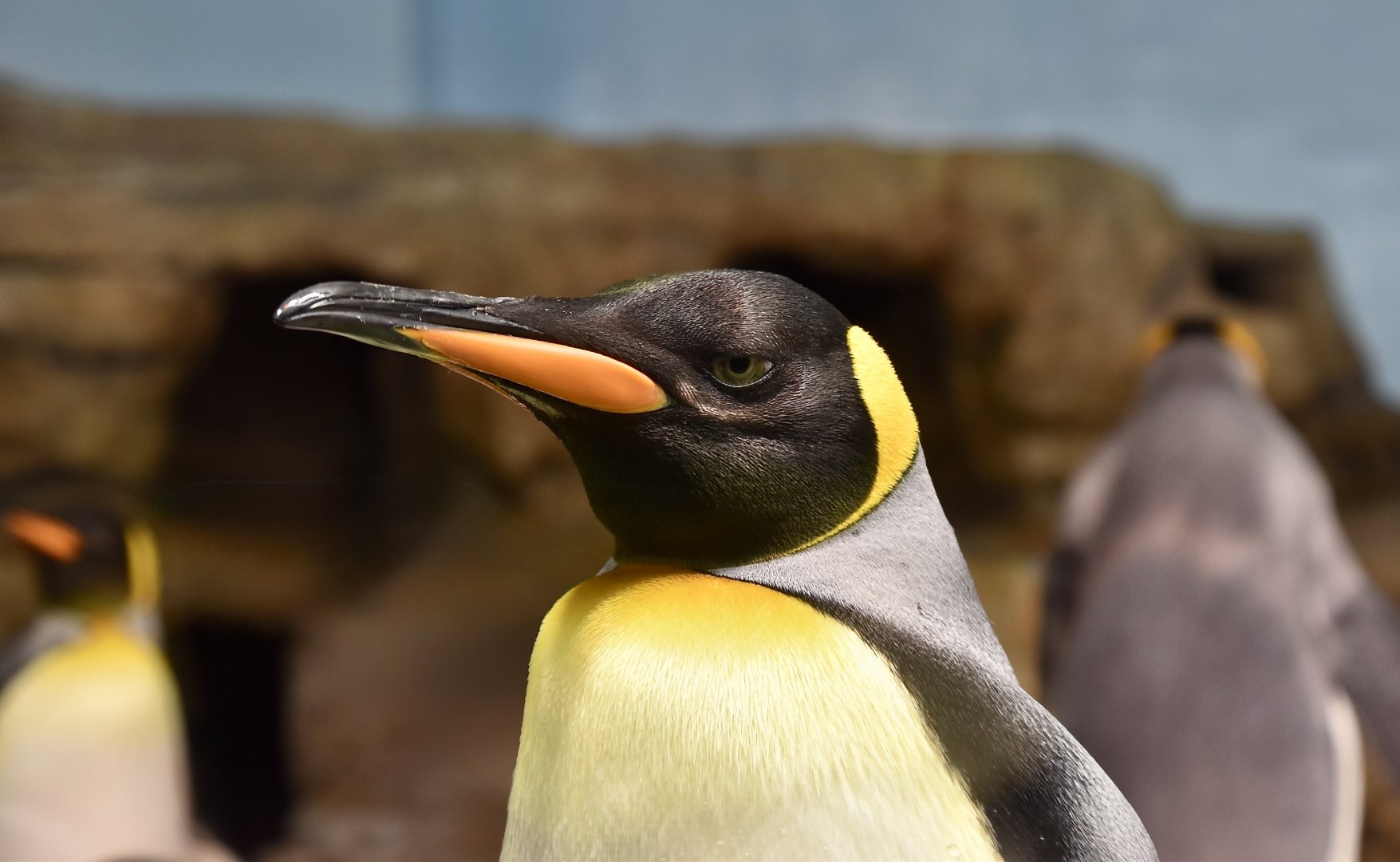 King Penguin (Aptenodytes patagonicus) - Xpark