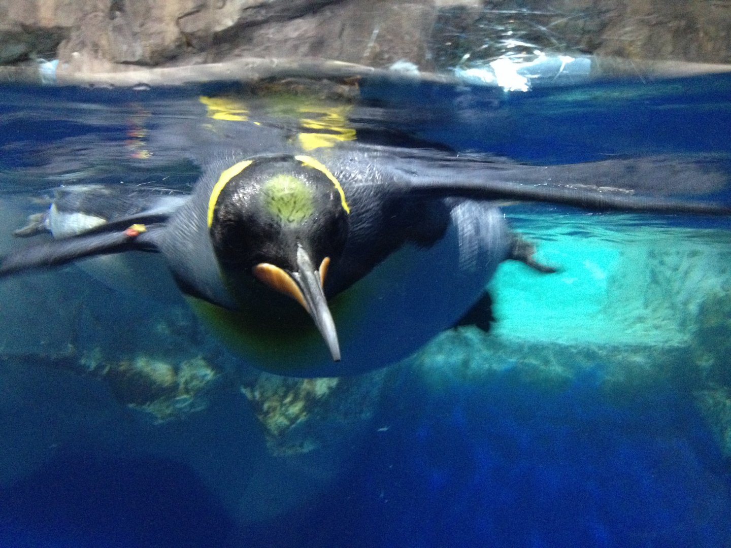 King Penguin (Aptenodytes patagonicus)
