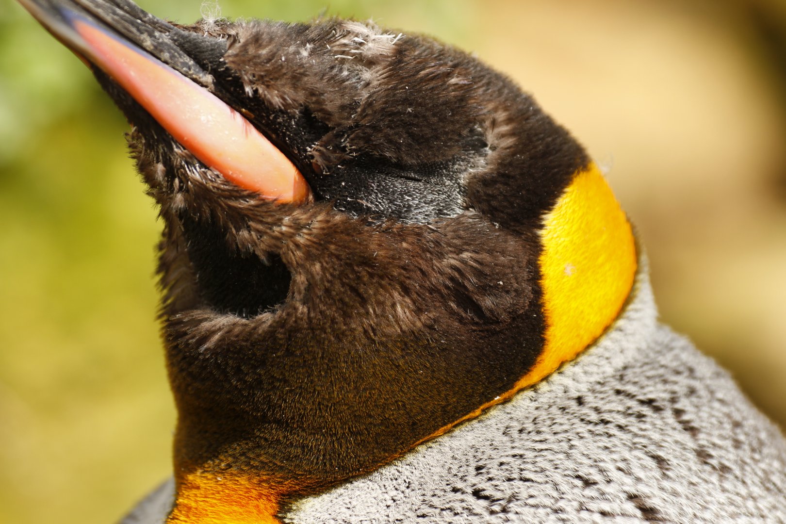 King penguin (Aptenodytes patagonicus)