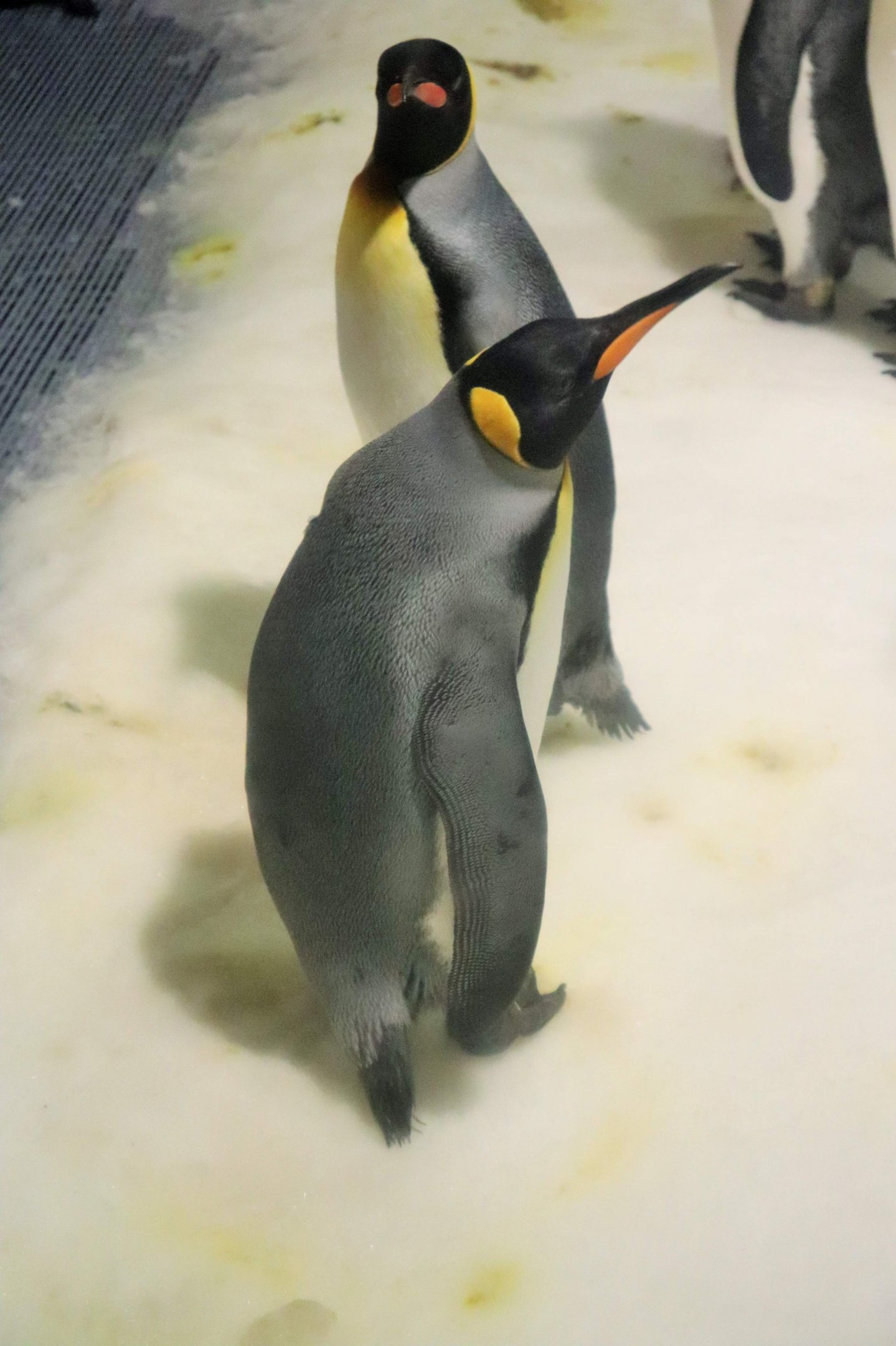 King Penguin (Aptenodytes patagonicus)