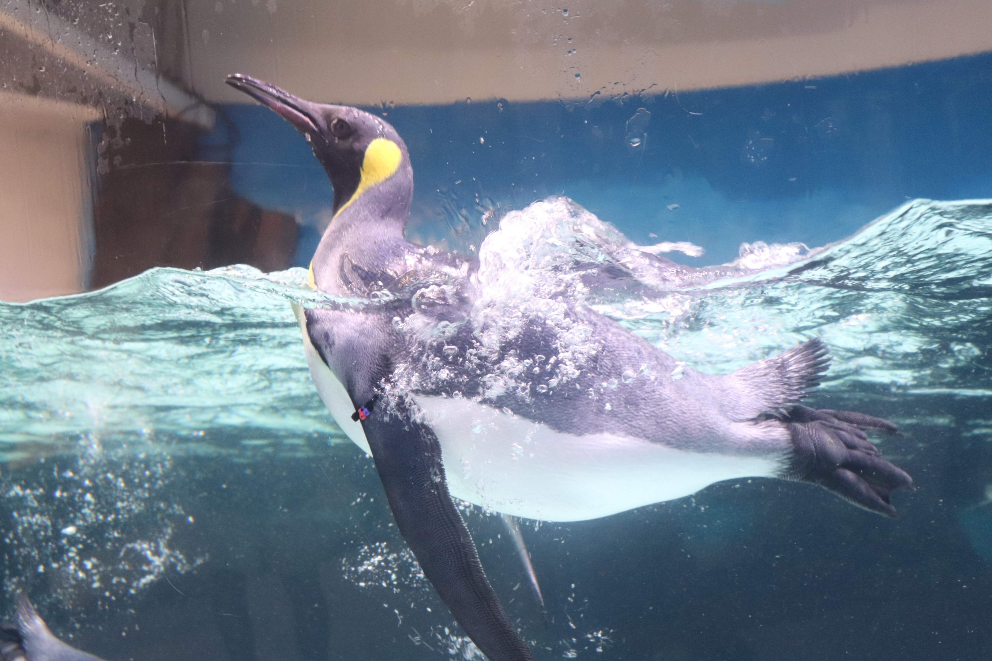 King Penguin (Aptenodytes patagonicus)